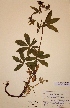  ( - H374111)  @11 [ ] Unspecified (default): All Rights Reserved  Unspecified Unspecified
