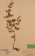  (Satureja grandiflora - H426744)  @11 [ ] Unspecified (default): All Rights Reserved  Unspecified Unspecified