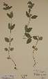  (Satureja vulgaris - H426932)  @11 [ ] Unspecified (default): All Rights Reserved  Unspecified Unspecified