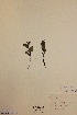  ( - H445716)  @11 [ ] Unspecified (default): All Rights Reserved  Unspecified Unspecified