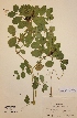  (Vicia narbonensis - H501862)  @11 [ ] Unspecified (default): All Rights Reserved  Unspecified Unspecified