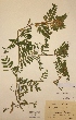  (Vicia pannonica - H556649)  @11 [ ] Unspecified (default): All Rights Reserved  Unspecified Unspecified