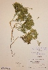  (Diphasiastrum complanatum subsp. chamaecyparissus - H557662)  @11 [ ] Unspecified (default): All Rights Reserved  Unspecified Unspecified