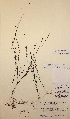 (Potamogeton filiformis x vaginatus - H573054)  @11 [ ] Unspecified (default): All Rights Reserved  Unspecified Unspecified