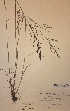  (Puccinellia distans subsp distans - H592545)  @11 [ ] Unspecified (default): All Rights Reserved  Unspecified Unspecified
