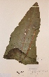  (Rumex aquaticus - H592862)  @11 [ ] Unspecified (default): All Rights Reserved  Unspecified Unspecified