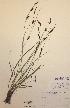  (Carex melanostachya - H615043)  @11 [ ] Unspecified (default): All Rights Reserved  Unspecified Unspecified