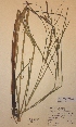  (Carex atherodes - H619447)  @11 [ ] Unspecified (default): All Rights Reserved  Unspecified Unspecified