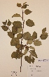  ( - H644520)  @11 [ ] Unspecified (default): All Rights Reserved  Unspecified Unspecified