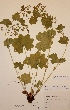  (Alchemilla obtusa - H679458)  @11 [ ] Unspecified (default): All Rights Reserved  Unspecified Unspecified