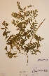  (Vicia cassubica - H686869)  @11 [ ] Unspecified (default): All Rights Reserved  Unspecified Unspecified