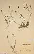  (Hypochoeris glabra - H693499)  @11 [ ] Unspecified (default): All Rights Reserved  Unspecified Unspecified