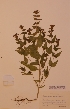  (Melampyrum nemorosum - H711418)  @11 [ ] Unspecified (default): All Rights Reserved  Unspecified Unspecified