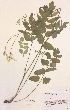  (Pimpinella major - H733128)  @11 [ ] Unspecified (default): All Rights Reserved  Unspecified Unspecified