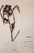  (Sparganium erectum ssp erectum - H739399)  @11 [ ] Unspecified (default): All Rights Reserved  Unspecified Unspecified