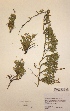  (Diphasiastrum complanatum subsp. montellii - H739612)  @11 [ ] Unspecified (default): All Rights Reserved  Unspecified Unspecified