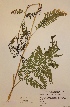  (Pteridium aquilinum - H741537)  @11 [ ] Unspecified (default): All Rights Reserved  Unspecified Unspecified