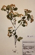  (Aronia mitschurinii - H747303)  @11 [ ] Unspecified (default): All Rights Reserved  Unspecified Unspecified