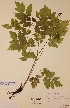  (Actaea rubra - H797705)  @11 [ ] Unspecified (default): All Rights Reserved  Unspecified Unspecified
