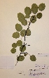  (Pyrus communis var. pyraster - H808064)  @11 [ ] Unspecified (default): All Rights Reserved  Unspecified Unspecified