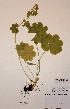  (Alchemilla cymatophylla - H816196)  @11 [ ] Unspecified (default): All Rights Reserved  Unspecified Unspecified