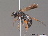  ( - BC ZSM HYM 09871)  @14 [ ] CreativeCommons - Attribution Non-Commercial Share-Alike (2010) Stefan Schmidt SNSB, Zoologische Staatssammlung Muenchen