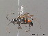  ( - BC ZSM HYM 10233)  @14 [ ] CreativeCommons - Attribution Non-Commercial Share-Alike (2010) Stefan Schmidt SNSB, Zoologische Staatssammlung Muenchen