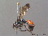  (Cryptocheilus - BC ZSM HYM 10234)  @15 [ ] CreativeCommons - Attribution Non-Commercial Share-Alike (2010) Stefan Schmidt SNSB, Zoologische Staatssammlung Muenchen