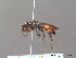  ( - BC ZSM HYM 10235)  @12 [ ] CreativeCommons - Attribution Non-Commercial Share-Alike (2010) Stefan Schmidt SNSB, Zoologische Staatssammlung Muenchen