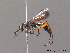  ( - BC ZSM HYM 10236)  @11 [ ] CreativeCommons - Attribution Non-Commercial Share-Alike (2010) Stefan Schmidt SNSB, Zoologische Staatssammlung Muenchen