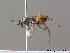  ( - BC ZSM HYM 10238)  @11 [ ] CreativeCommons - Attribution Non-Commercial Share-Alike (2010) Stefan Schmidt SNSB, Zoologische Staatssammlung Muenchen