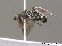  ( - BC ZSM HYM 10245)  @13 [ ] CreativeCommons - Attribution Non-Commercial Share-Alike (2010) Stefan Schmidt SNSB, Zoologische Staatssammlung Muenchen