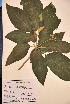  ( - VP-21a)  @11 [ ] No Rights Reserved (2014) Unspecified Columbus State University, GA