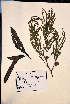  ( - VP-25a)  @11 [ ] No Rights Reserved (2014) Unspecified Columbus State University, GA