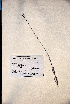  (Buchnera floridana - VP-29a)  @11 [ ] No Rights Reserved (2014) Unspecified Columbus State University, GA
