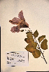  ( - VP-34a)  @11 [ ] No Rights Reserved (2014) Unspecified Columbus State University, GA