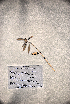  ( - VP-42b)  @11 [ ] No Rights Reserved (2014) Unspecified Columbus State University, GA