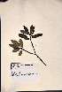  ( - VP-43a)  @11 [ ] No Rights Reserved (2014) Unspecified Columbus State University, GA