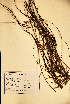  (Cassytha filiformis - VP-4b)  @11 [ ] No Rights Reserved (2014) Unspecified Columbus State University, GA