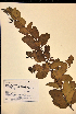 (Duranta repens - VP-8b)  @11 [ ] No Rights Reserved (2014) Unspecified Columbus State University, GA