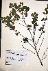  (Lantana involucrata - VP-9a)  @11 [ ] No Rights Reserved (2014) Unspecified Columbus State University, GA