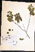  ( - VP-9b)  @11 [ ] No Rights Reserved (2014) Unspecified Columbus State University, GA