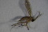  ( - DIP 03620)  @11 [ ] CreativeCommons - Attribution Non-Commercial Share-Alike (2015) Unspecified SNSB, Zoologische Staatssammlung Muenchen