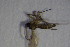  ( - DIP 03665)  @12 [ ] CreativeCommons - Attribution Non-Commercial Share-Alike (2015) Unspecified SNSB, Zoologische Staatssammlung Muenchen