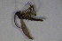 ( - DIP 03673)  @11 [ ] CreativeCommons - Attribution Non-Commercial Share-Alike (2015) Unspecified SNSB, Zoologische Staatssammlung Muenchen