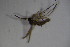  ( - DIP 03791)  @11 [ ] CreativeCommons - Attribution Non-Commercial Share-Alike (2015) Unspecified SNSB, Zoologische Staatssammlung Muenchen