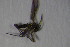  ( - DIP 03802)  @11 [ ] CreativeCommons - Attribution Non-Commercial Share-Alike (2015) Unspecified SNSB, Zoologische Staatssammlung Muenchen