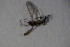  ( - DIP 03805)  @12 [ ] CreativeCommons - Attribution Non-Commercial Share-Alike (2015) Unspecified SNSB, Zoologische Staatssammlung Muenchen