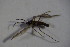  ( - DIP 03874)  @11 [ ] CreativeCommons - Attribution Non-Commercial Share-Alike (2015) Unspecified SNSB, Zoologische Staatssammlung Muenchen