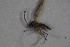 ( - DIP 03877)  @11 [ ] CreativeCommons - Attribution Non-Commercial Share-Alike (2015) Unspecified SNSB, Zoologische Staatssammlung Muenchen